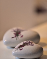 81S2 - Studio Valentina: